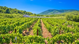 vineyard on Vis island - tailor-made trips Croatia Europe