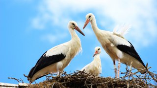 Storks Zagreb and Central Croatia - tailor-made trips Croatia Europe