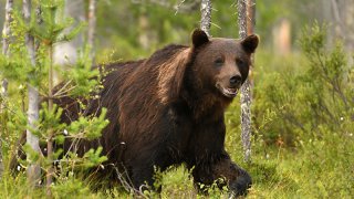 brown bear - amazing trip Slovenia Europe