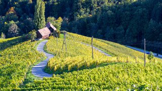vineyards - tailor-made family trips Slovenia Europe