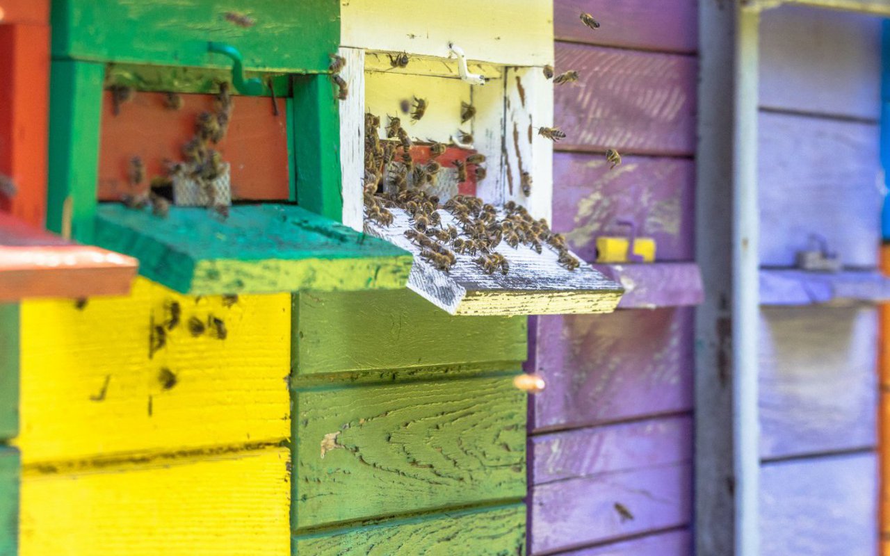 Bees colorful - Slovenia Terra Balka - Travel Europe