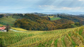 vineyard Jeruzalem Eastern Slovenia - tailor-made heritage trips Slovenia Europe