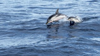 dolphins - tailor-made discovery croatia europe