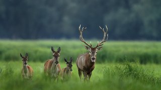 Nature Deer Slavonia - Tailor-made tours Croatia Europe
