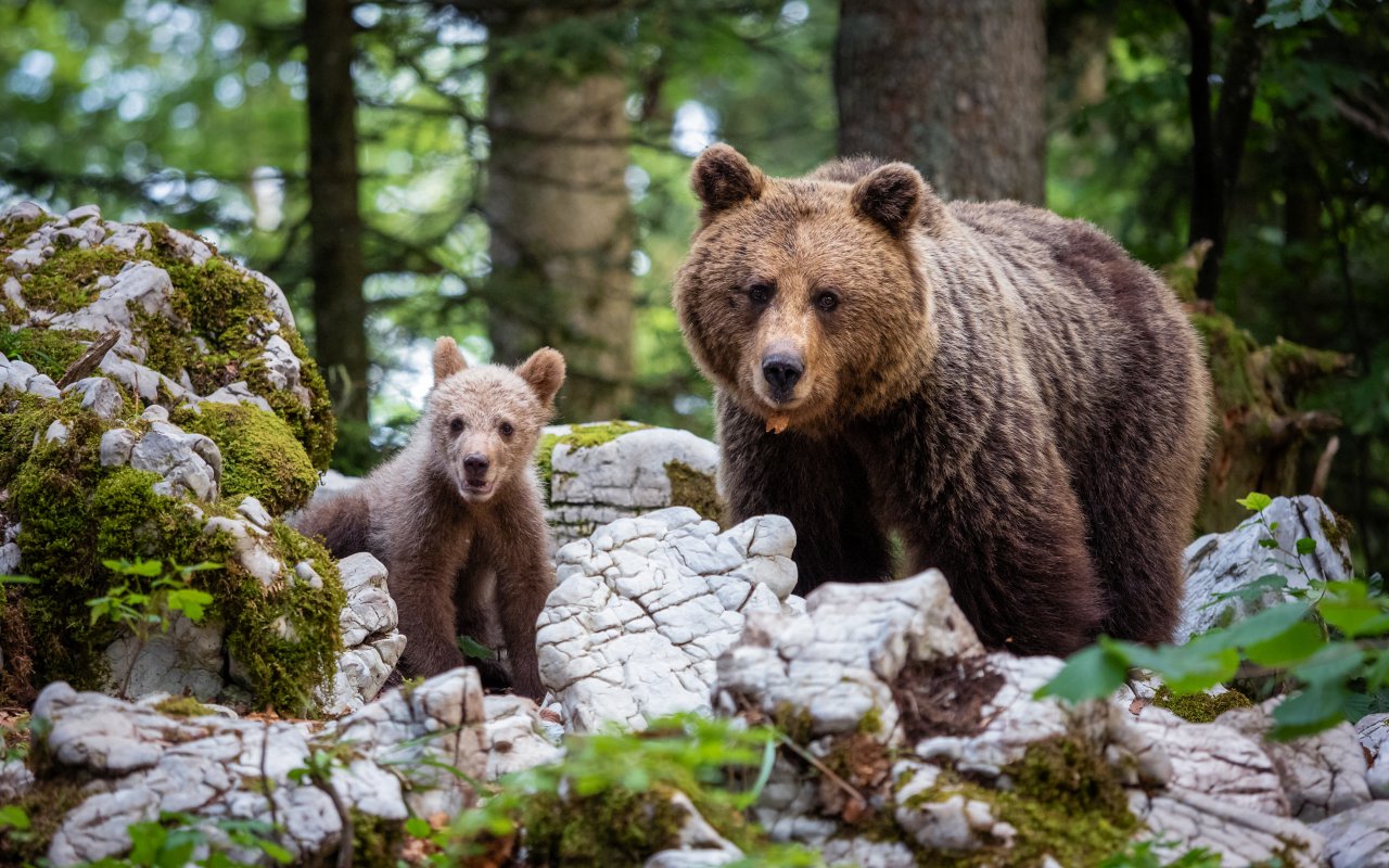 Brown Bear Family - tailor-made trips Slovenia Europe