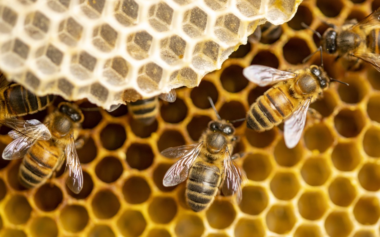 bee Slovenia - Terra Balka tailor-made trips Europe Terra Balka