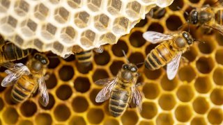  Bees in Slovenia, in the heart of delicious and extraordinary traditions 