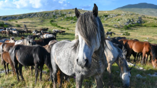 Livno horses Bosnia and Herzegovina - Terra balka travel agency