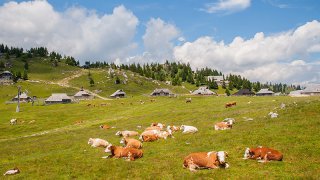 velika planina - honeymoon Slovenia Europe