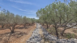 Olive trees Korcula island - Tailor-made trips Croatia Europe