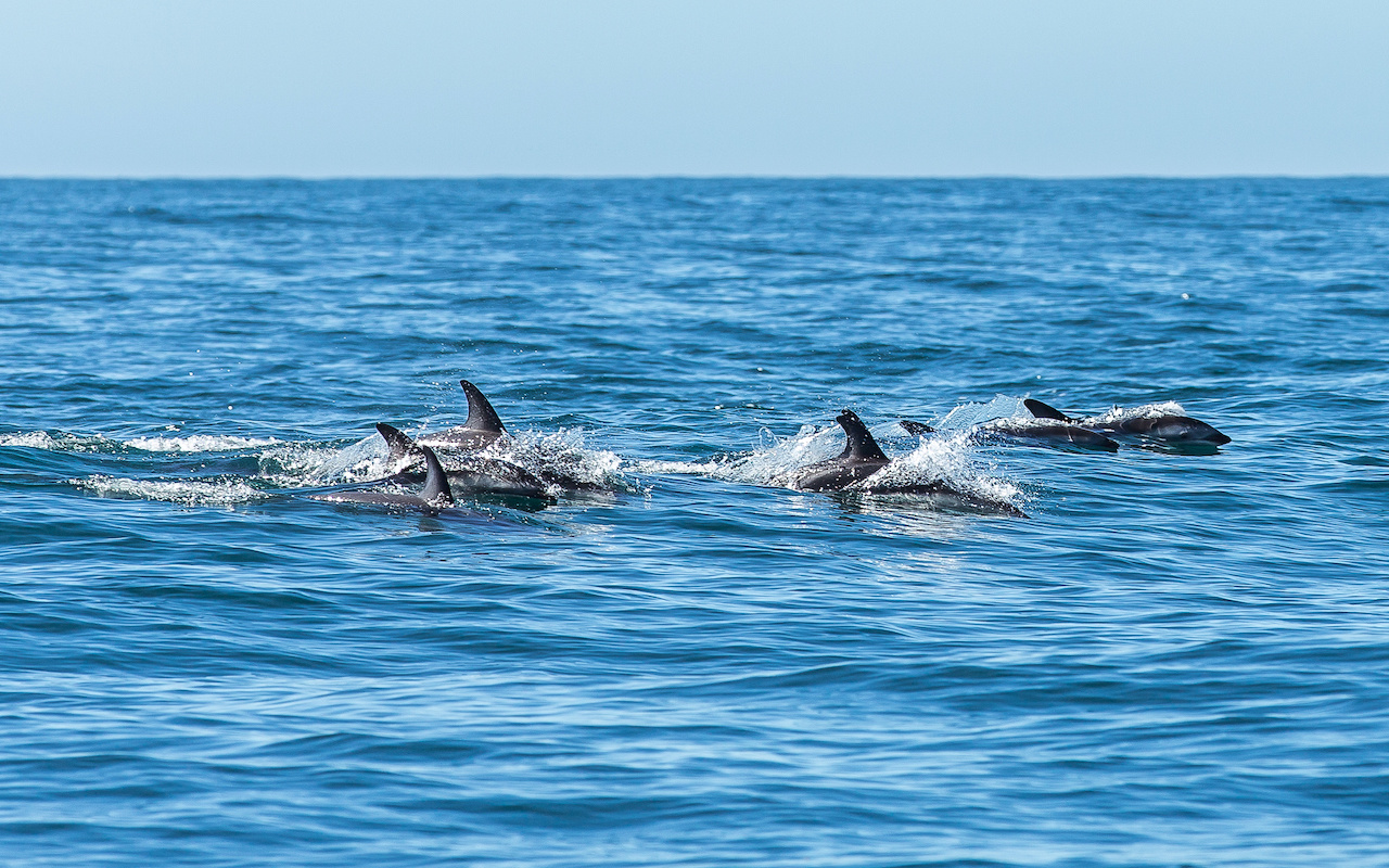 dolphin - tailor-made family trips Italy Slovenia Croatia Europe