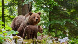  brown bears family - tailor-made trips Slovenia Europe 