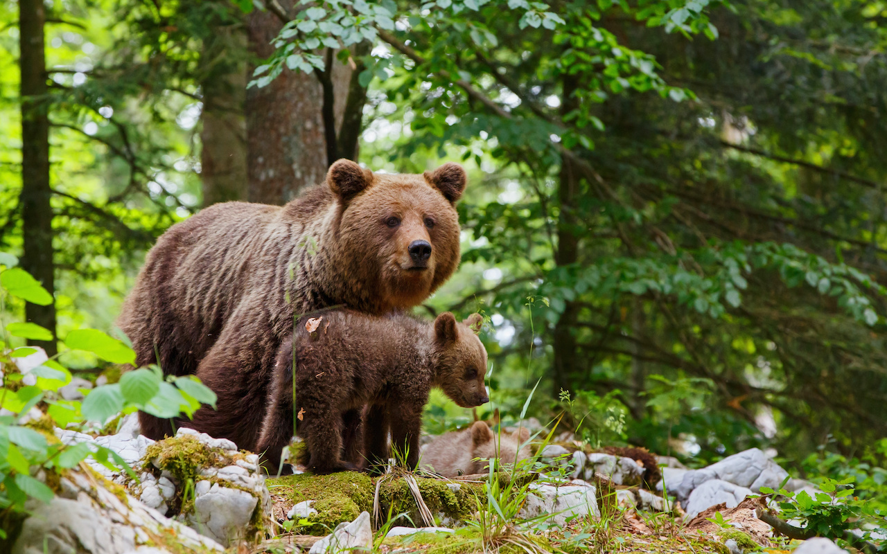 brown bears family - tailor-made trips Slovenia Europe