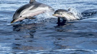 dolphin - tailor-made family trips Italy Slovenia Croatia Europe